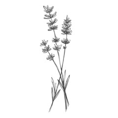 Lavender outline hand drawn element. Herbs doodle botanical icon lavender for logo. Herbal and meadow plant, grass. Modern simple style. Vector illustration isolated on white background.