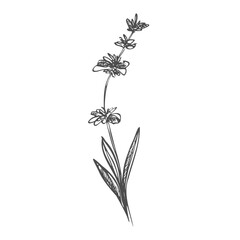 Beautiful vector hand drawn lavender tea herb Illustration. Detailed retro style images. Vintage sketch element for labels, packaging and cards design.