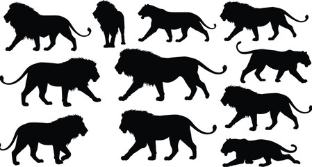 Lion silhouette collection, wild animal poses, African wildlife vector, predator shapes, walking lion, crouching lion, standing lion, stock illustratio