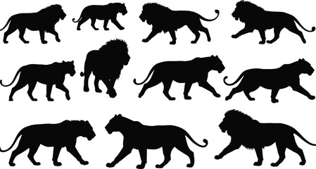 Lion silhouette, lioness silhouette, wild animal pose, African wildlife, big cat illustration, walking lion, standing lion, majestic predator, safari art, feline anatomy