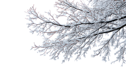 Snow covered tree branches with leaves isolated on transparent background