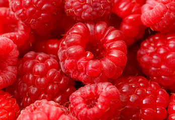 A bunch of red raspberries