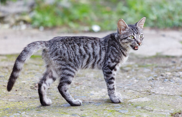 A cat with a green eye is walking on a sidewalk