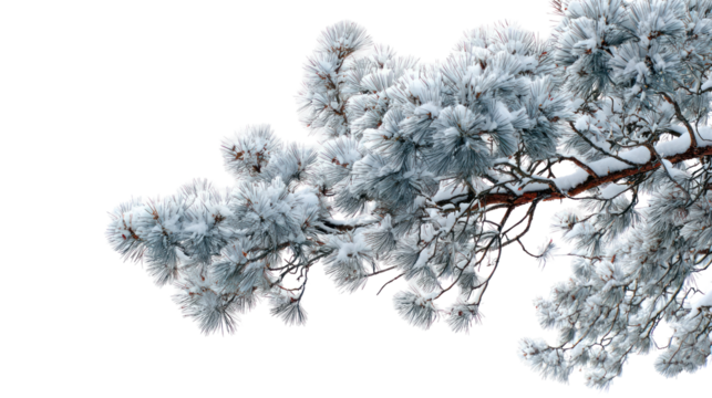 Close up of a delicate white crystalline structure isolated on transparent background