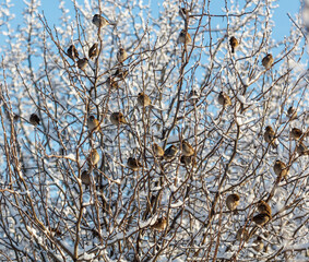 A group of birds are sitting on a tree branch covered in snow