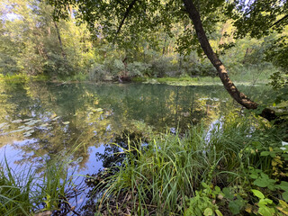 A pond with a tree in the background