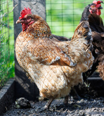 A chicken is standing in a pen