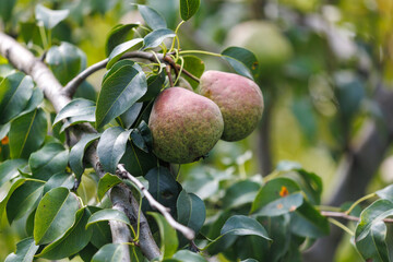 Two apples hanging from a tree