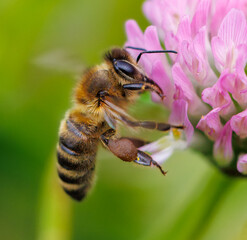 A bee is flying over a pink flower