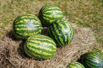 A bunch of watermelons are on top of a hay bale