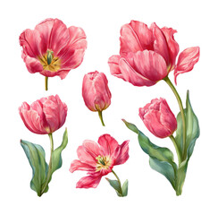 Obraz premium Vibrant pink tulips nature floral illustrations botanical isolated on transparent background
