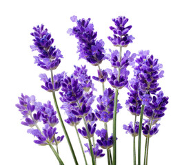Naklejka premium Lavender blooming display garden floral nature isolated on transparent background