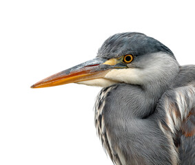 Obraz premium Heron hunting in wetlands nature view serenity isolated on transparent background