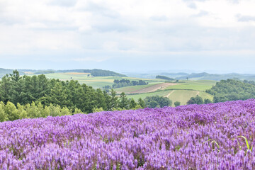Vibrant Purple Sage Field in Biei, Hokkaido, Japan	