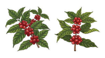 coffee plant and coffee fruit design accessories illustration