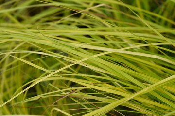 African lovegrass leaves - Latin name - Eragrostis curvula Totnes Burgundy