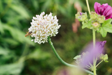insect on flower in summer