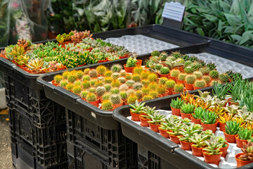 Cactus and succulents in small pots.
