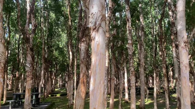 Forest of paper bark trees on Mauritius Island
