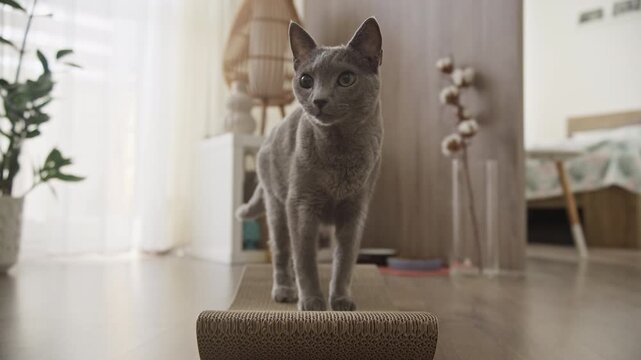 Curious gray cat standing on scratching board indoors