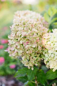 Pixio panicle hydrangea blooming in summer garden