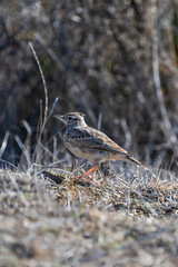 A streaked brown crested lark stands on dry, rocky ground, blending seamlessly into its arid habitat.	
