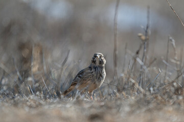 A speckled  crested lark  bird with raised crest stands alert on dry, twig-strewn ground, framed by soft light and muted earthy tones.