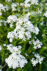 White phlox paniculata in summer bloom