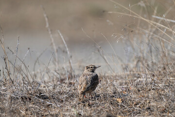 A small brown crested lark bird stands alert on dry grass, blending into its natural habitat under soft, muted light.