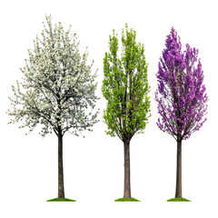 Obraz premium Three digitally rendered trees in different colors against a transparent background