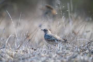 A small brown crested lark bird stands alert on dry grass, blending into its natural habitat under soft, muted light.