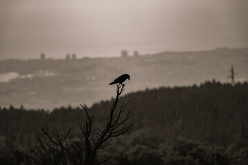 A black common raven bird perches on a bare branch above a forested valley with a hazy city in the distance.