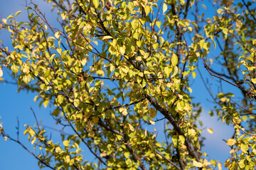 Golden-green leaves shimmer against a crisp blue sky, marking the quiet shift from summer to autumn.