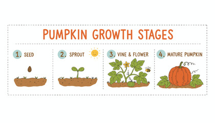 Illustrated pumpkin growth stages seed sprout vine and mature pumpkin Educational graphic