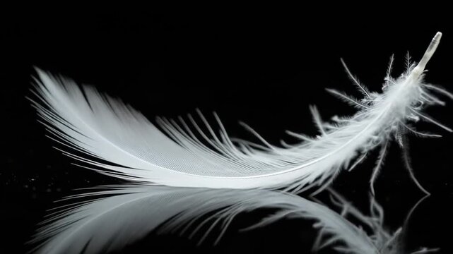 Close up of a delicate white feather against a stark black background