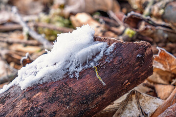 Hair ice on a dead wooden log in the woodland