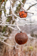 Apples hanging on a tree branch a cold day with frost in winter