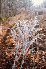 Frosty plants by a path in a meadow