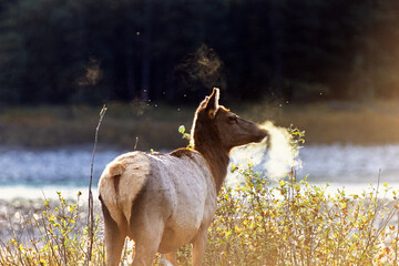 Elk cow with breath in back lit in the rut season