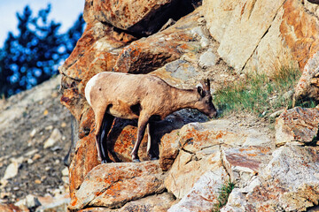 Female Bighorn sheep grazing grass at a rock