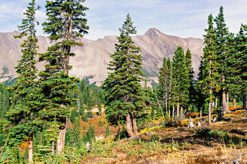 Old spruce trees in a mountainous landscape at autumn