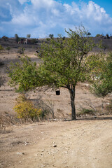 Two leafy trees stand resilient beside a dusty road, one cradling a black bucket, against a backdrop of dry hills and scattered village homes.