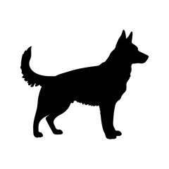 black and white dog