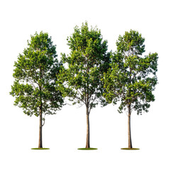 Obraz premium Three vibrant, full trees with green foliage and tall, slender brown trunks against a dark background