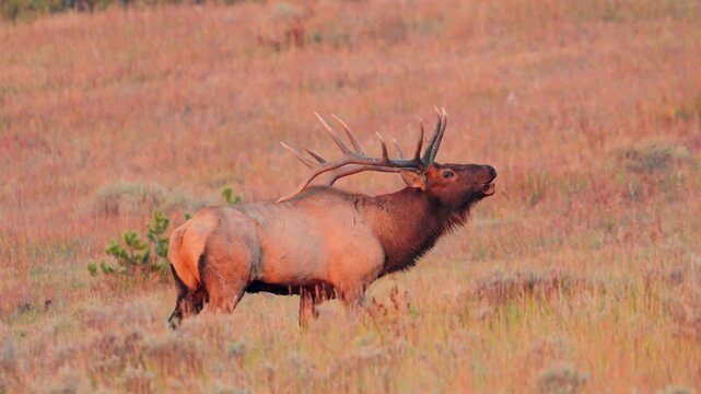A Swamp Deer (Barasingha) wandering alone in the Forest.