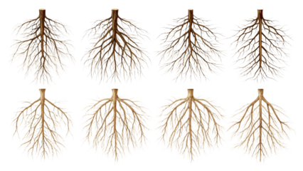 Bare Tree Roots Underground System Brown Plant Structures Isolated on Transparent Background Nature Botany Illustration
