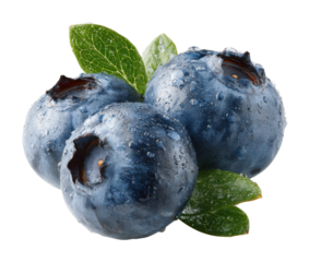 Harvesting fresh blueberries organic farm food nature isolated on transparent background