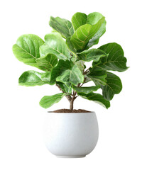 Fiddle leaf fig plant care tips for spaces home environment isolated on transparent background