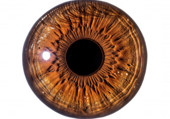 Brown iris macro detailed isolated on a transparent background