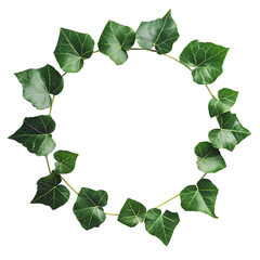 Naklejka premium Ivy leaf png 